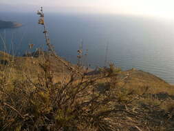 Image of Salvia scabiosifolia Lam.