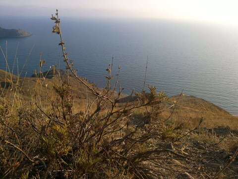 Imagem de Salvia scabiosifolia Lam.