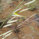 Plancia ëd Stipagrostis ciliata (Desf.) De Winter