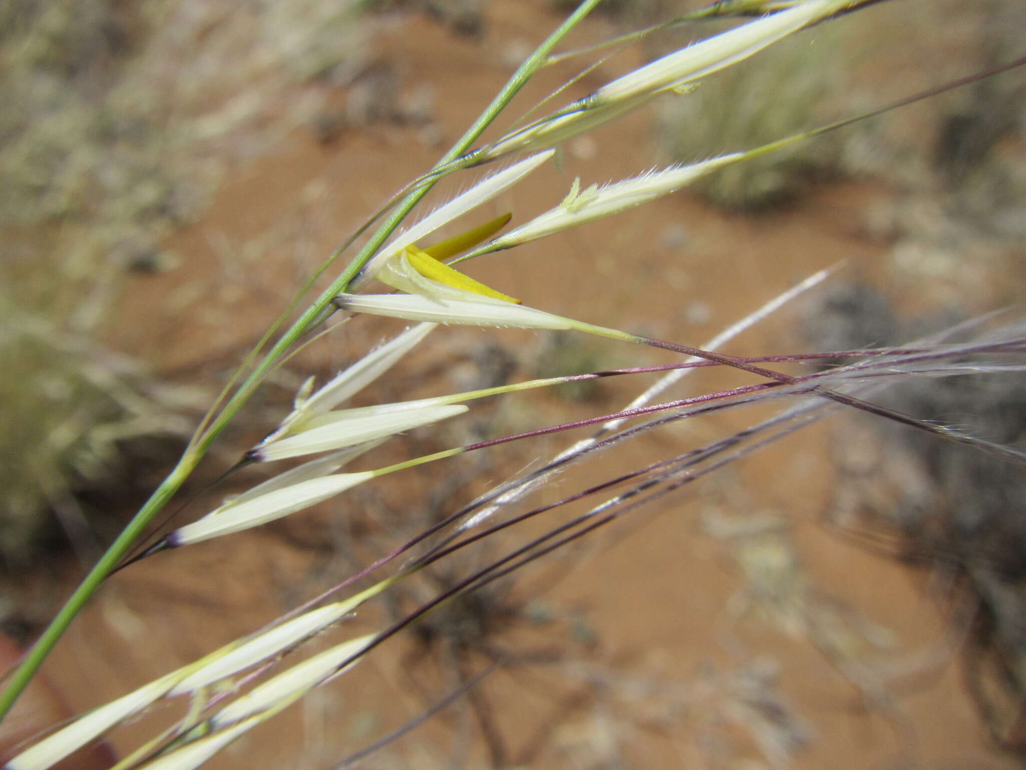 Image of Stipagrostis ciliata (Desf.) De Winter