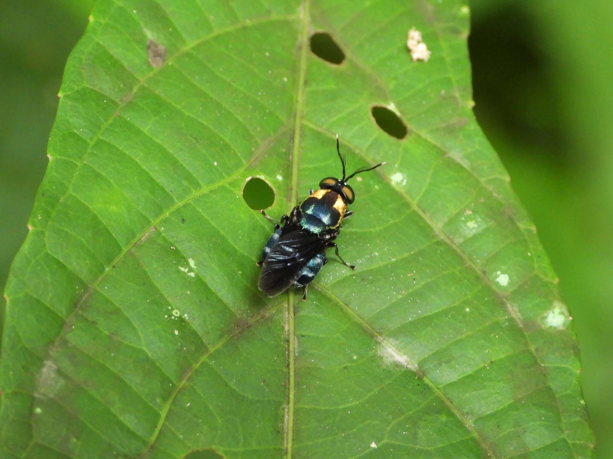 Image of Ptilocera quadridentata (Fabricius 1805)