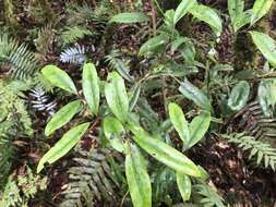 Image of Ilex lonicerifolia Hayata