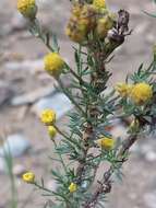 Tanacetum annuum L. resmi