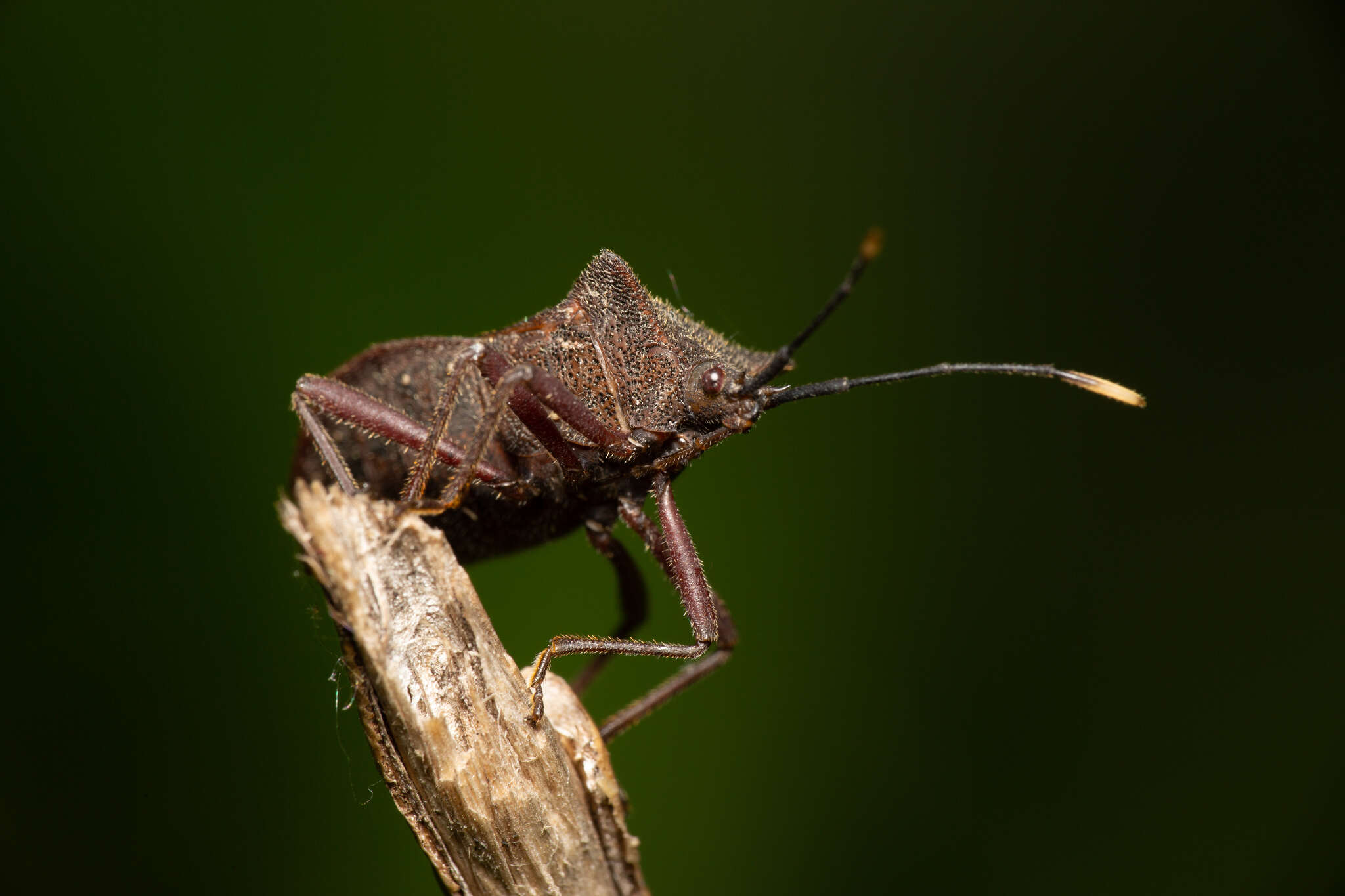 Image of Anasa apicalis (Westwood 1842)