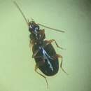 Image of Ground beetle