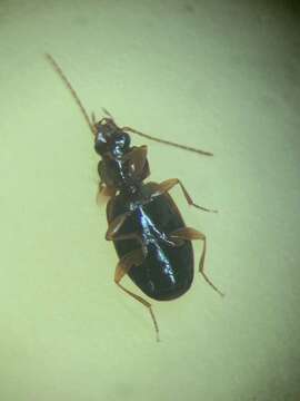 Image of Ground beetle