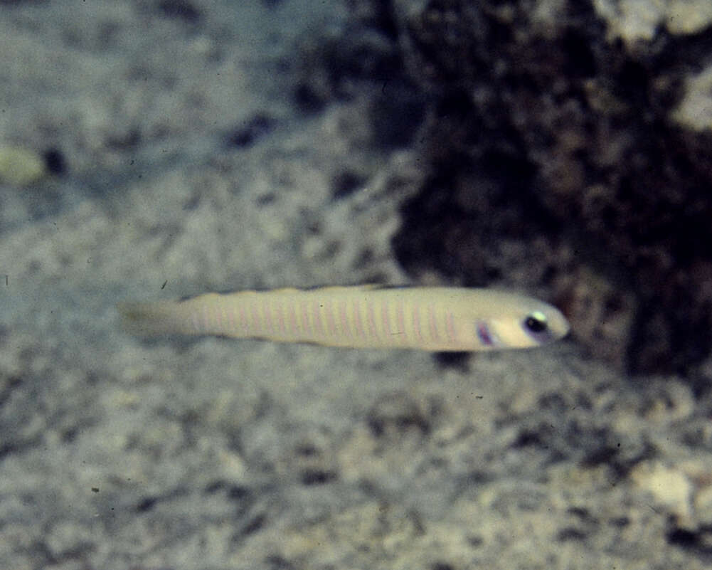 Image of Chinese zebra goby