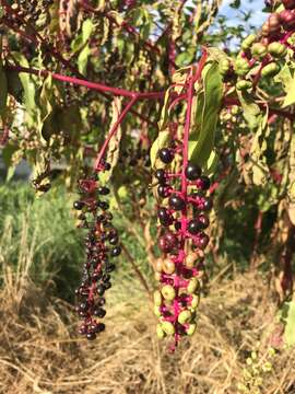 Image of Phytolacca americana var. americana