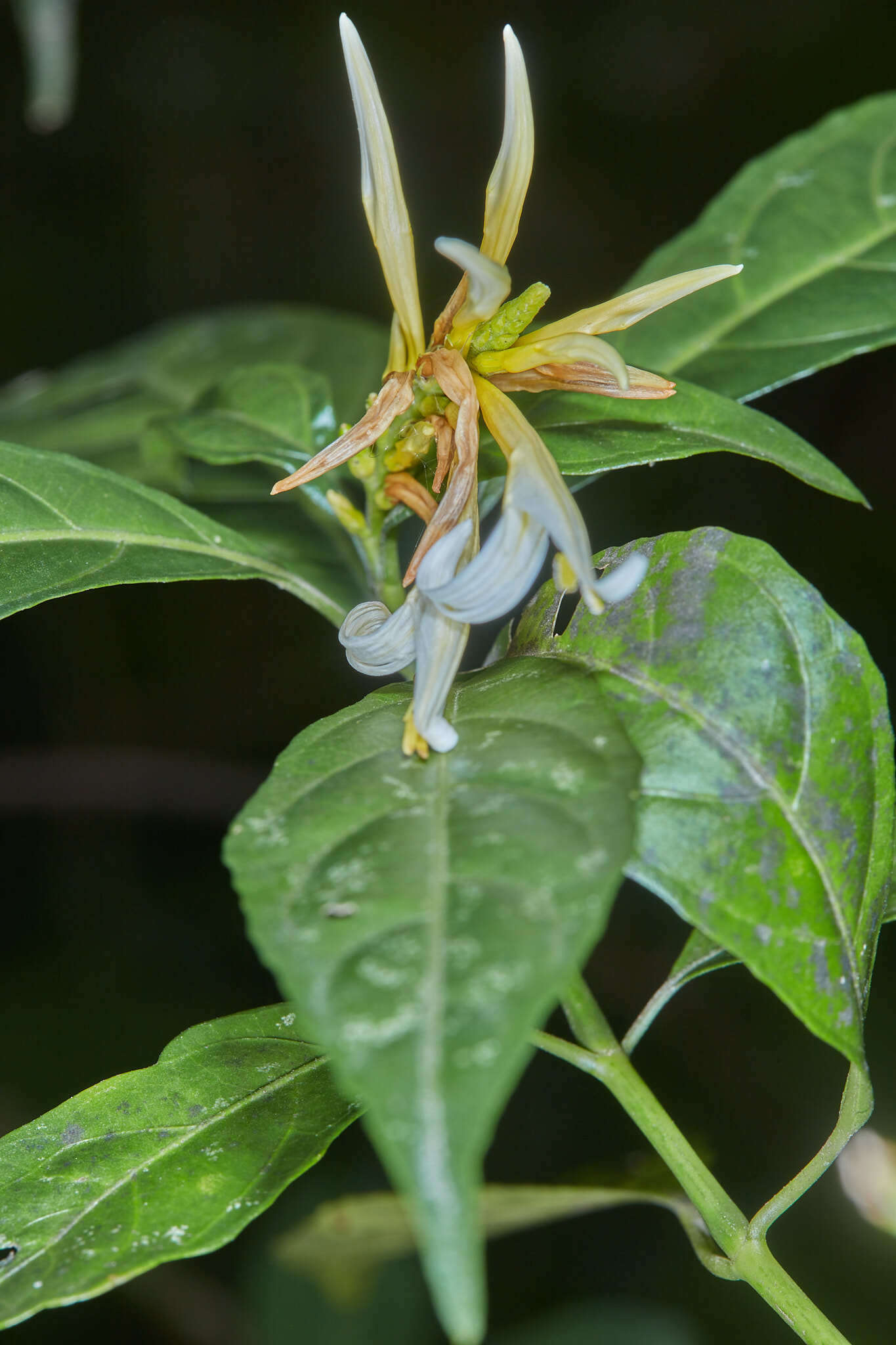 Image of Pachystachys azaleiflora (Rusby) A. L. A. Côrtes