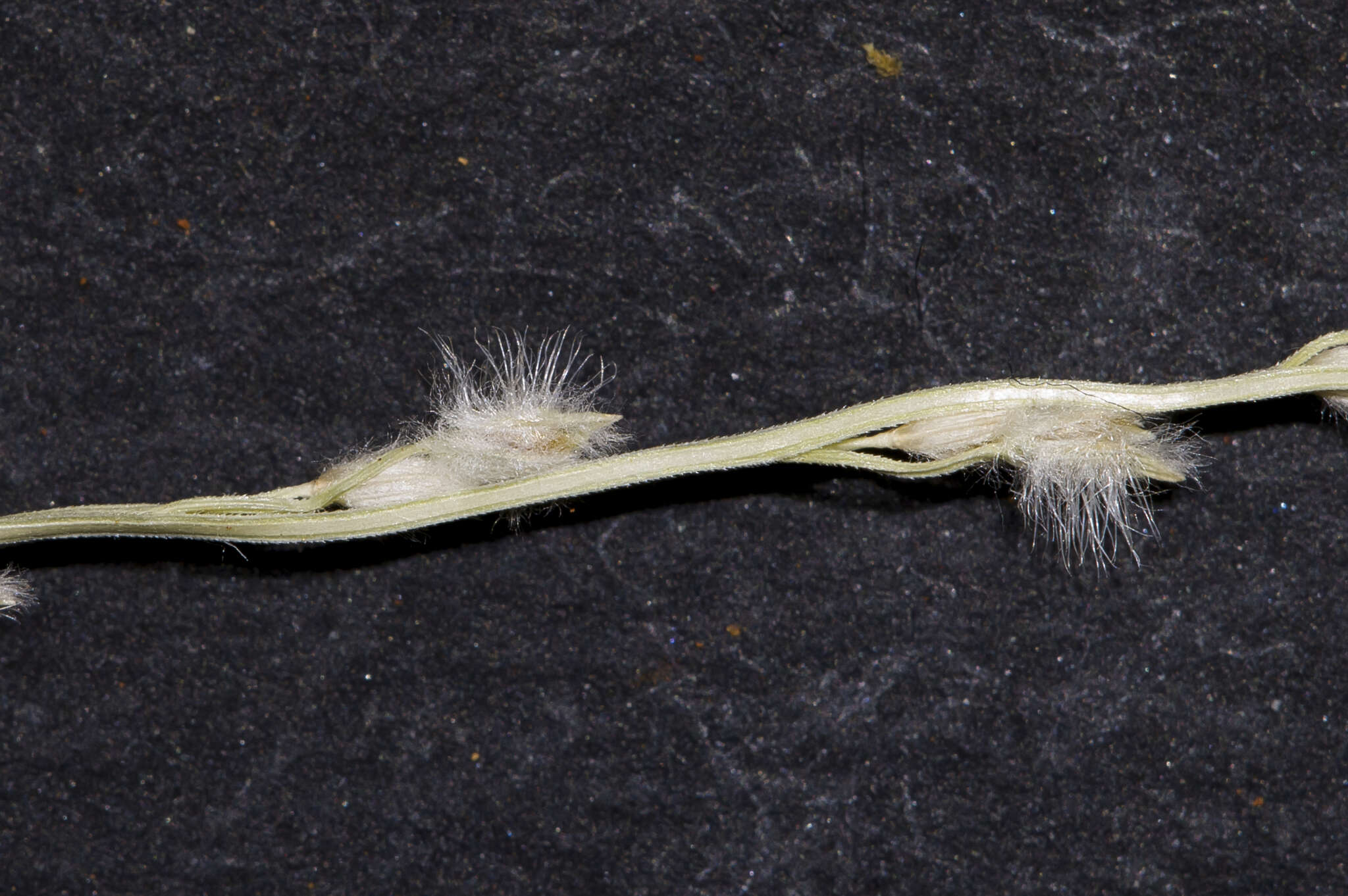 Image of Digitaria hystrichoides Vickery
