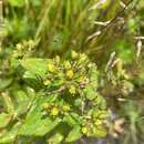 Image of Blue Ridge St. John's-Wort