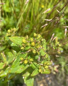 Image of Blue Ridge St. John's-Wort