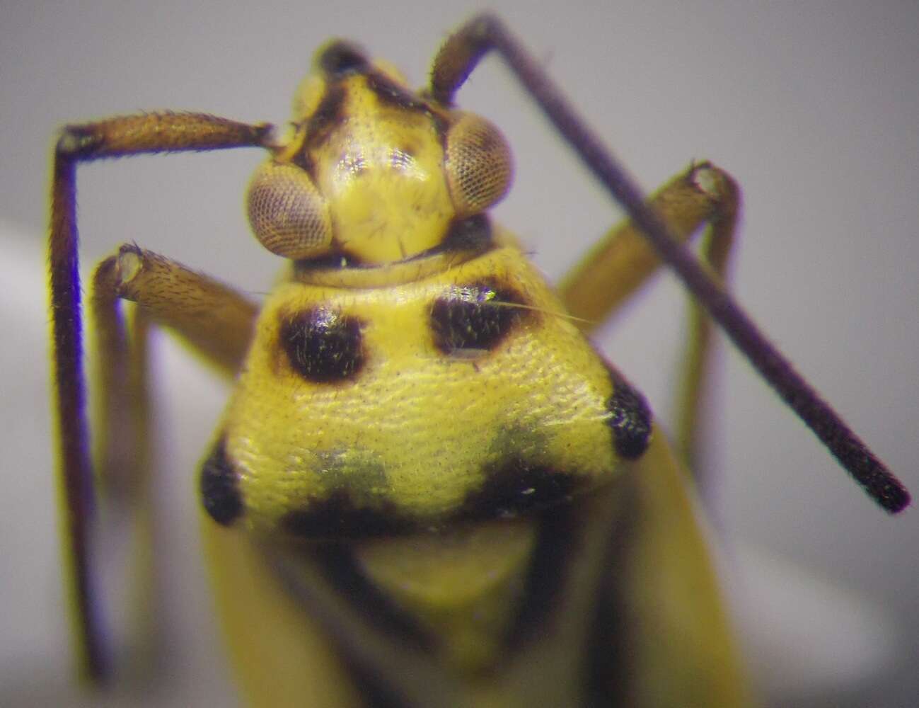 Image of Stenotus tesquorum Akramovskaya & Kerzhner 1978