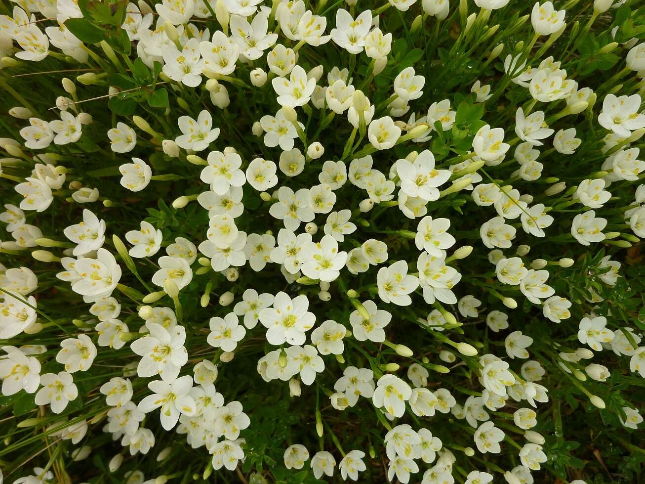 Image of Centaurium scilloides (L. fil.) Samp.