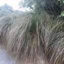 Image of Carex secta Boott