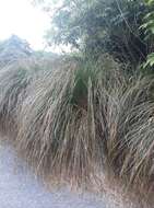 Image of Carex secta Boott