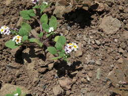 Image of Heliotropium geissei F. Phil. ex Phil.