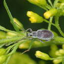 Image of Asiatic Oak Weevil