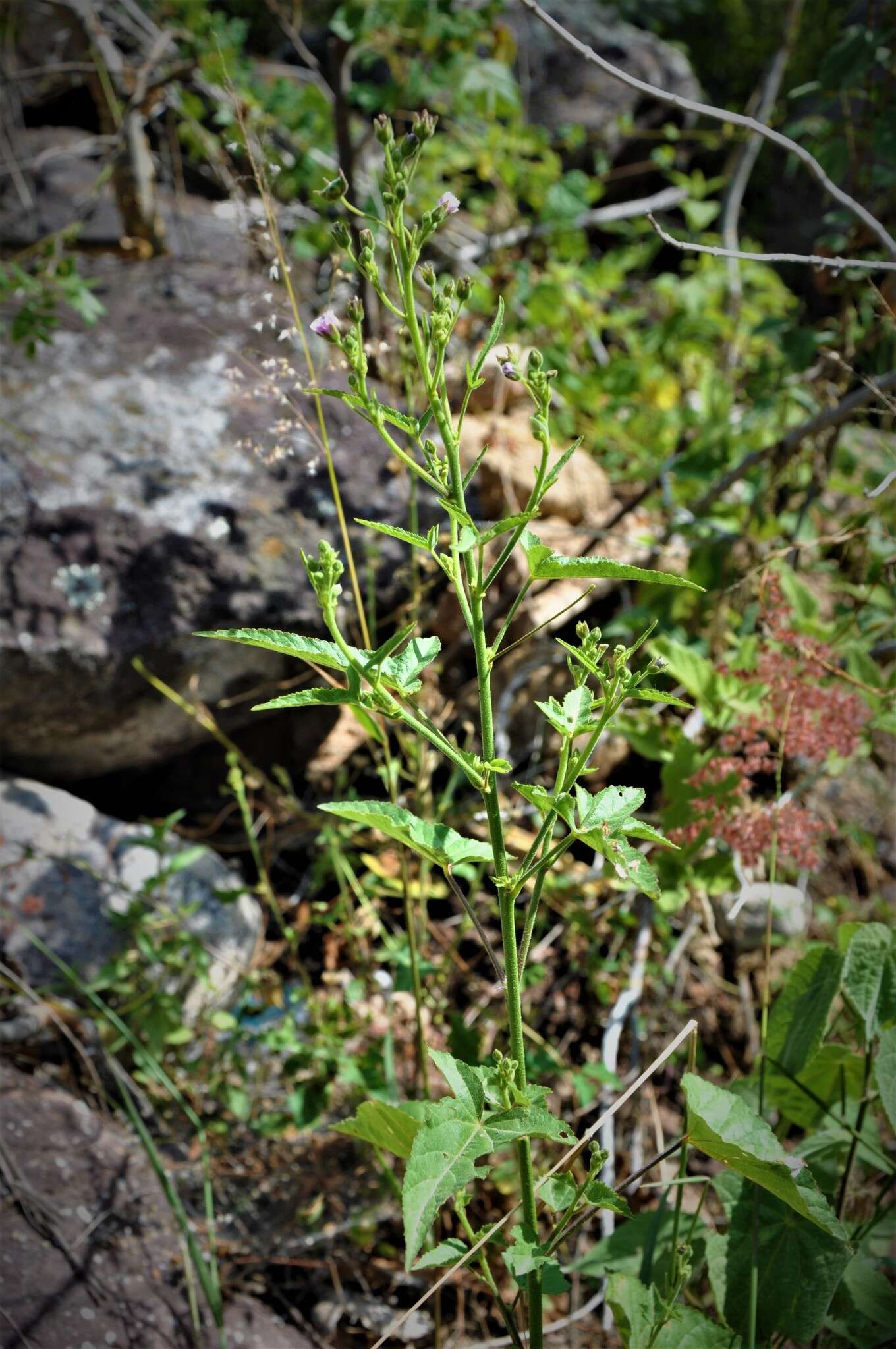 Image of Anoda hastata Cav.