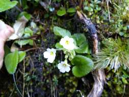 Imagem de Ourisia macrophylla subsp. lactea (L. B. Moore) Meudt