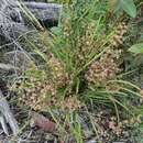 Image de Lomandra multiflora subsp. multiflora