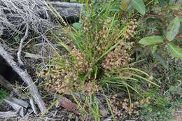 Image de Lomandra multiflora subsp. multiflora