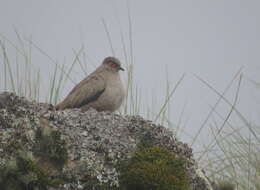 Image of Bare-eyed Ground-Dove