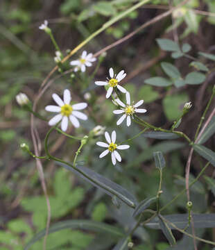 Imagem de Aster rugulosus Maxim.