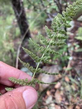 Plancia ëd Woodsia phillipsii