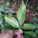 Acronychia pubescens (Bailey) C. White resmi