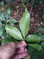 Image of Acronychia pubescens (Bailey) C. White