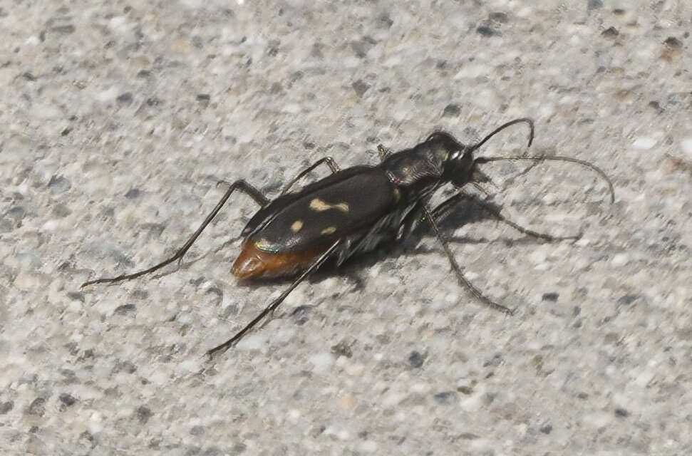 Image of <i>Cicindela <i>haemorrhagica</i></i> haemorrhagica