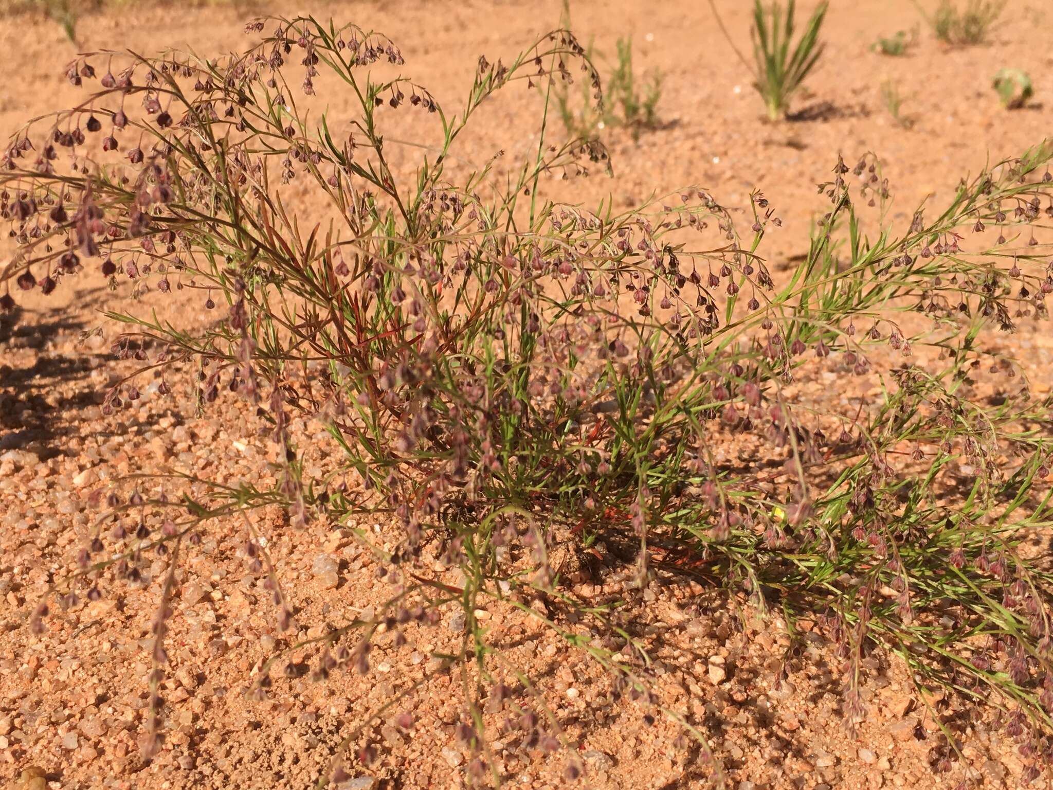 Image of San Saba pinweed