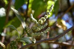 Image of Buddleja crotonoides A. Gray