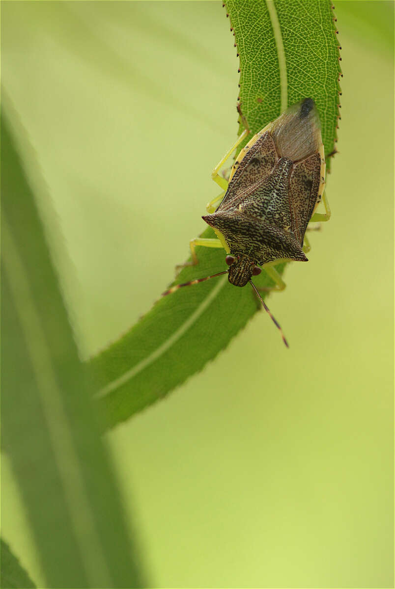 Image of Podisus Herrich-Schaeffer 1851