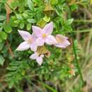 Image of Boronia alata Sm.