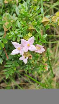 Image of Boronia alata Sm.