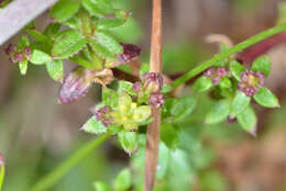 Galium californicum Hook. & Arn. resmi