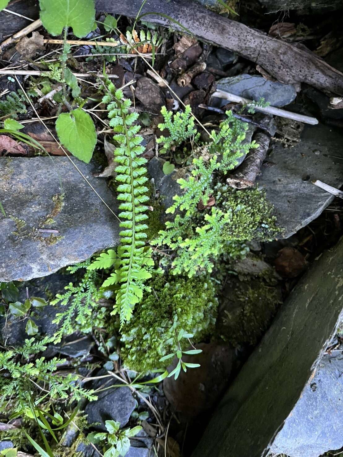 Polystichum thomsonii (Hook. fil.) Bedd.的圖片