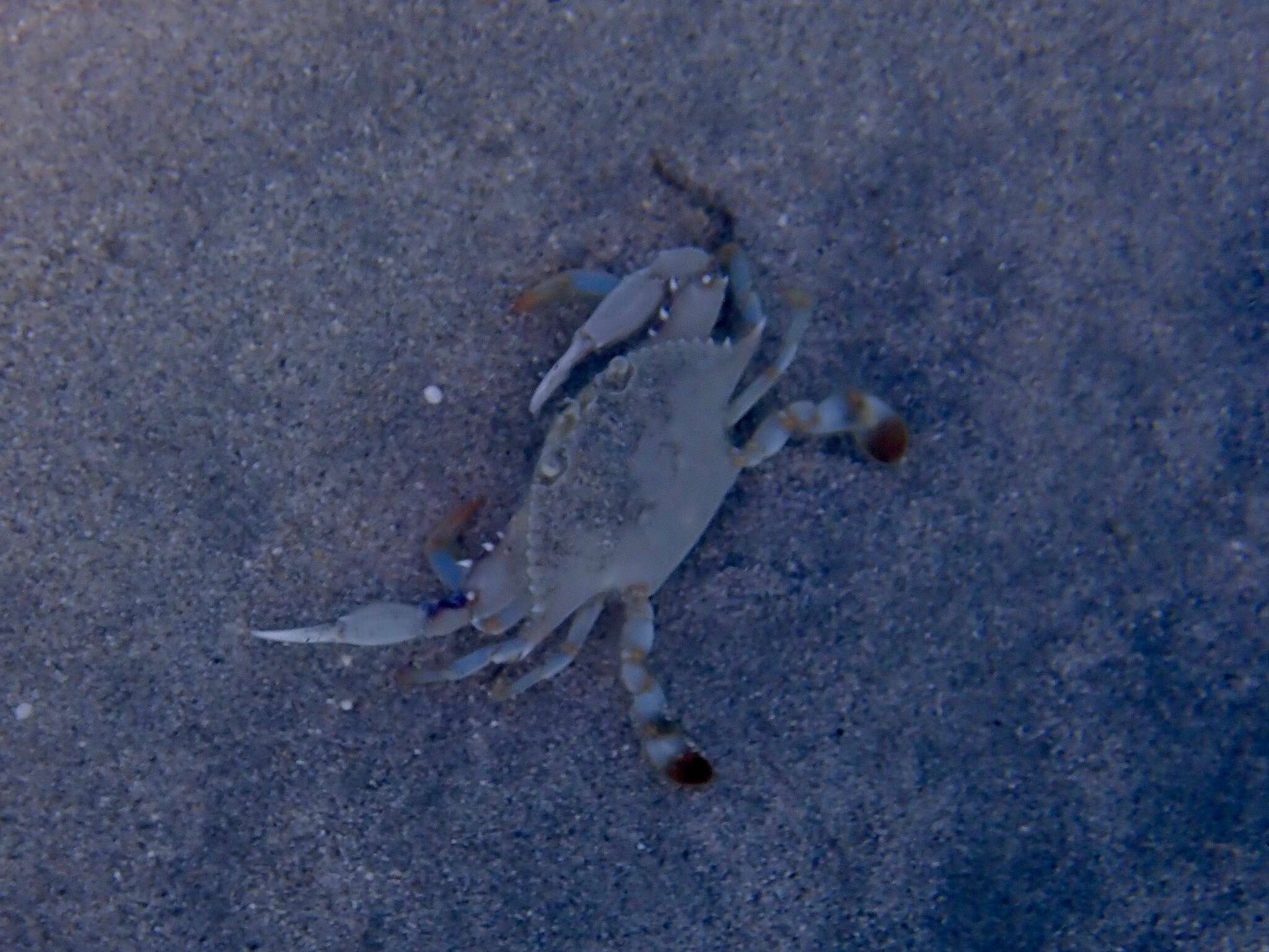 Image of ornate blue crab