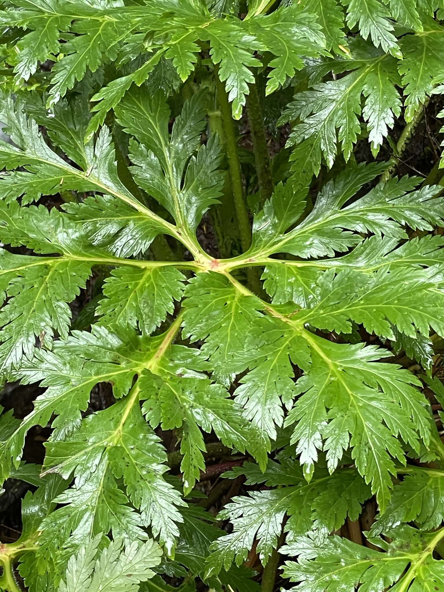 Image of Canary Island geranium