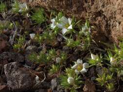 Image de Linanthus demissus (A. Gray) Greene