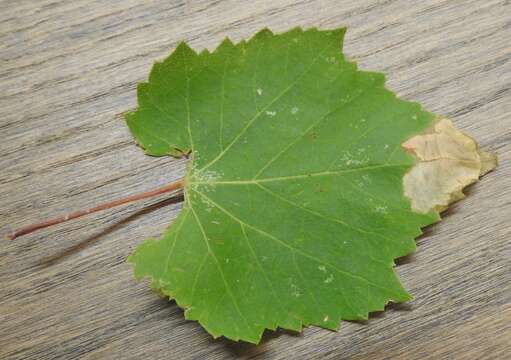 Image of <i>Aspilanta voraginella</i> Braun 1927