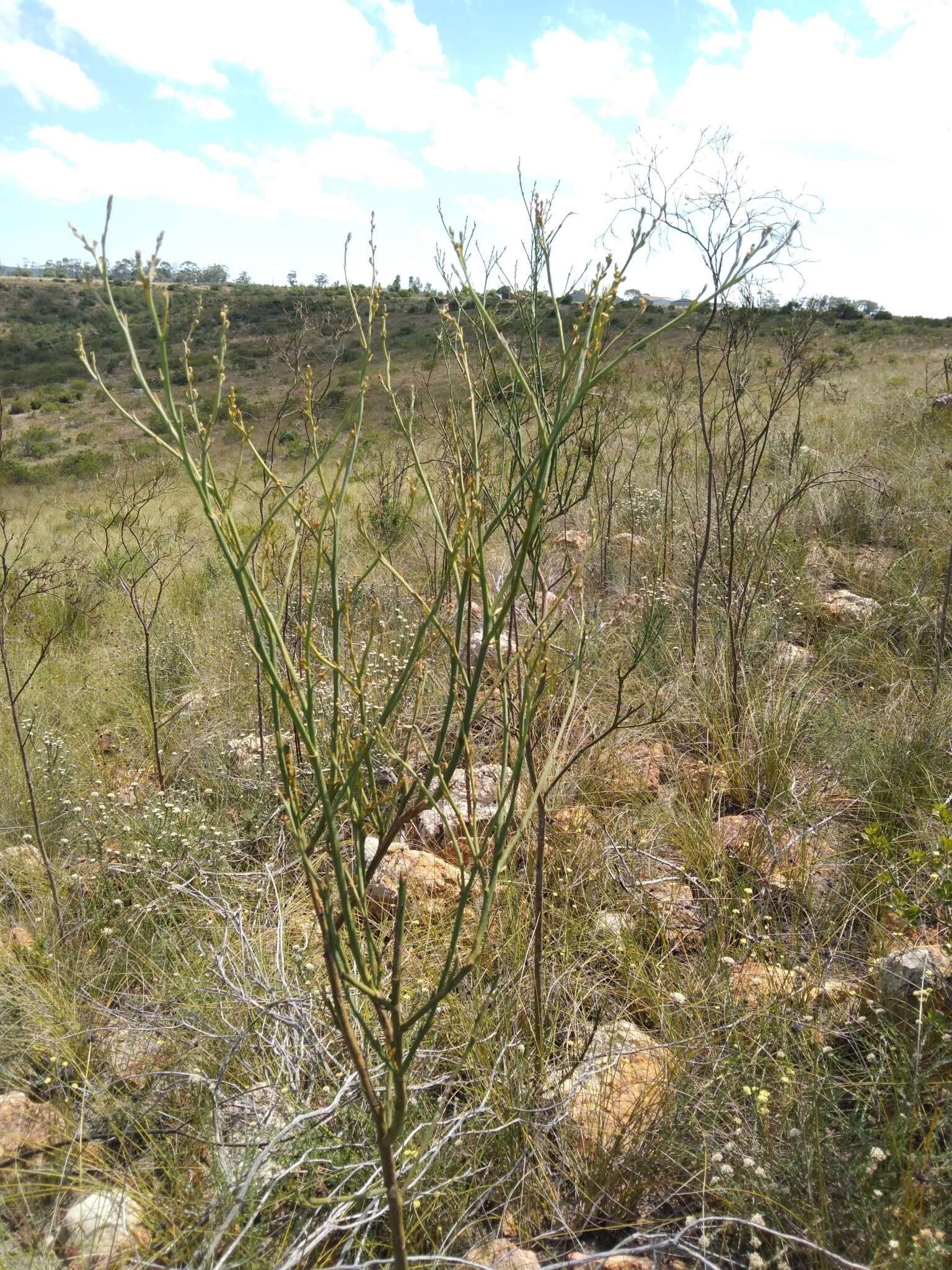 Image of Thesium fruticosum A. W. Hill