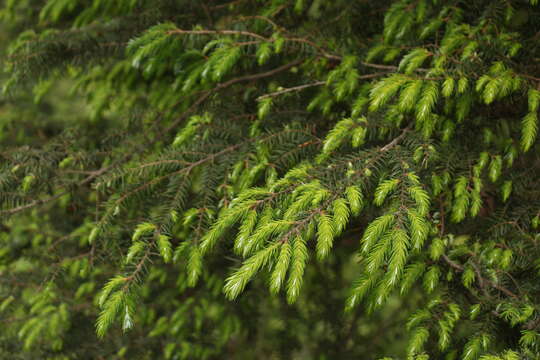 Image of Himalayan Hemlock