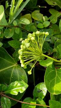 Marsdenia volubilis (L. fil.) Cooke resmi