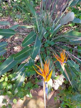 Image of Strelitzia reginae subsp. reginae