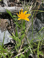 Image of foothill arnica