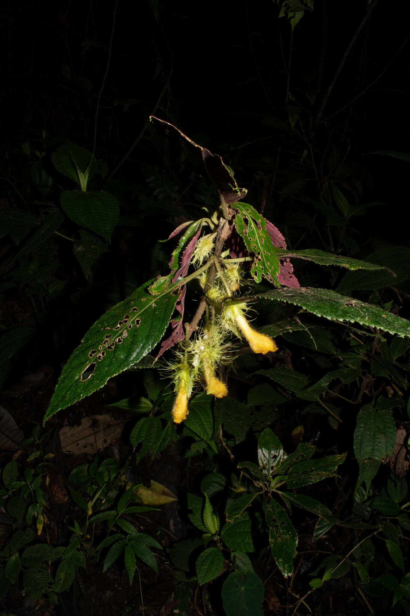 Image of Glossoloma purpureum (L. P. Kvist & L. E. Skog) J. L. Clark