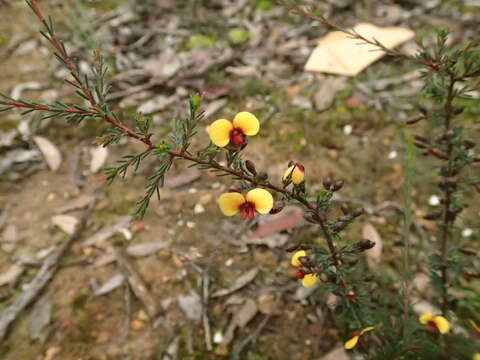 Plancia ëd Dillwynia ramosissima Benth.